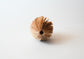Seeds of Hope / M